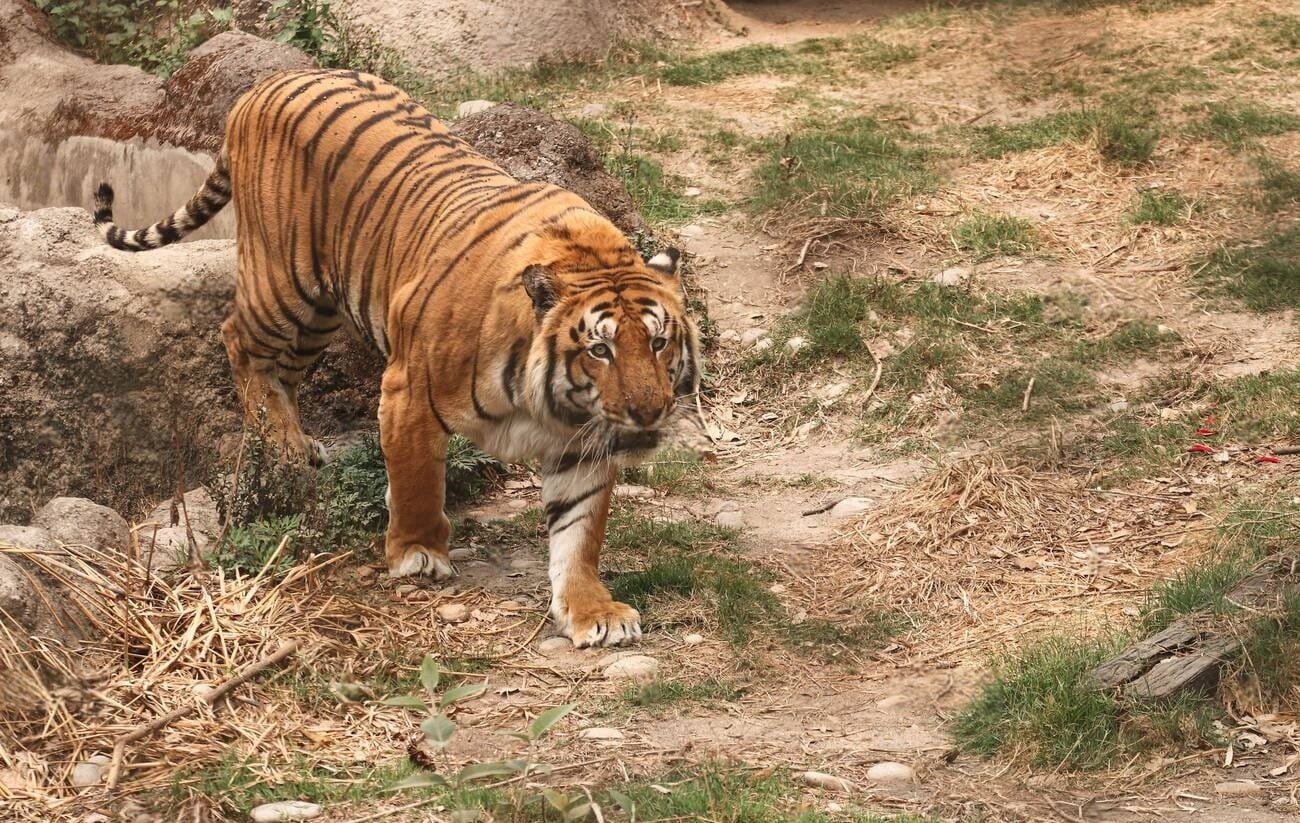 Bengal Tiger In Kathmandu Zoo